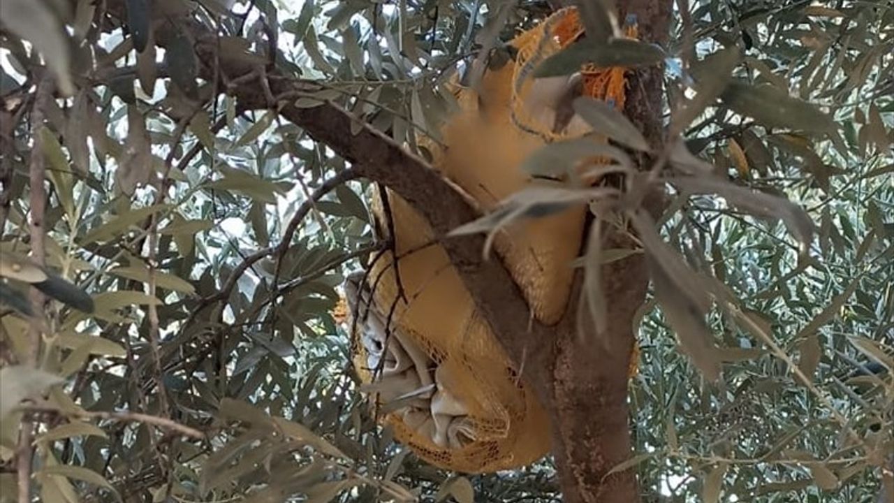 Adana'da Zeytin Ağacında 1569 Uyuşturucu Hap Ele Geçirildi