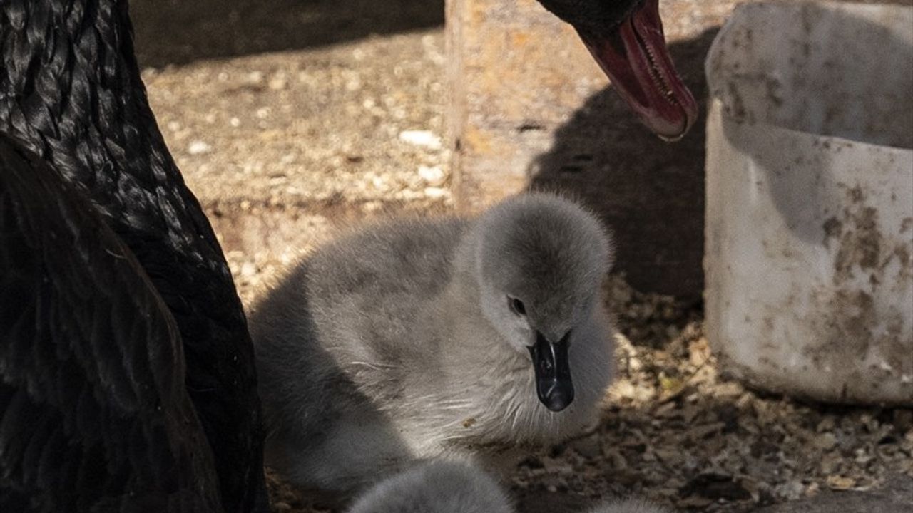 Ankara'da Kuğulu Park'ta 5 Kuğu Yavrusu Doğdu