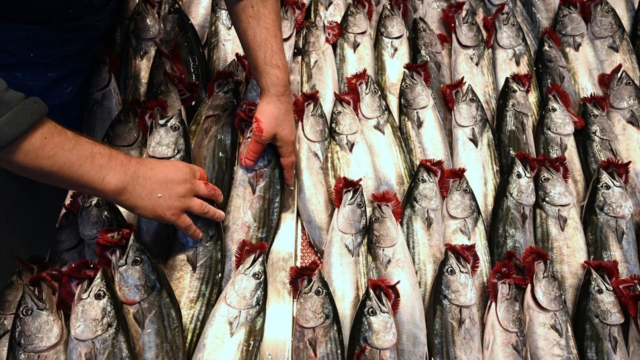 Doğu Karadeniz'de Palamut Avı Sezonu