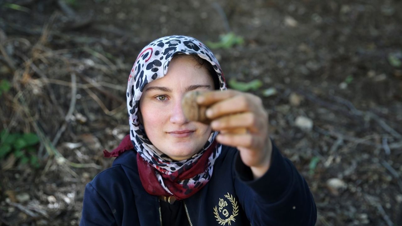 Muş'ta Geleneksel Ceviz Hasadı Coşkuyla Başladı