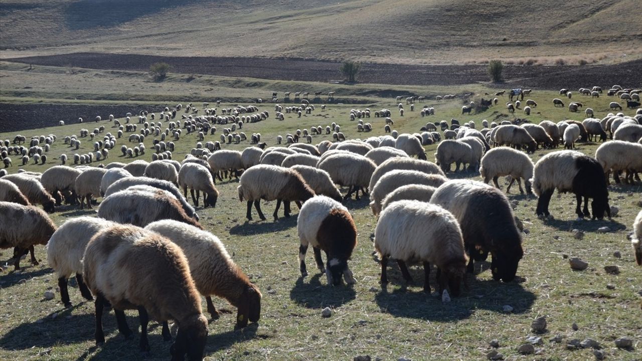 Muş'ta Göçerler Kış Yolculuğuna Çıkıyor