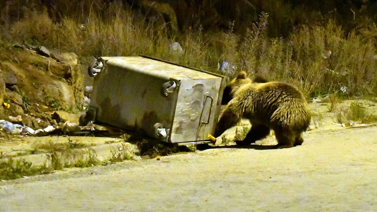 Sarıkamış'ta Bozayılar Çöp Konteynerlerini Deviriyor