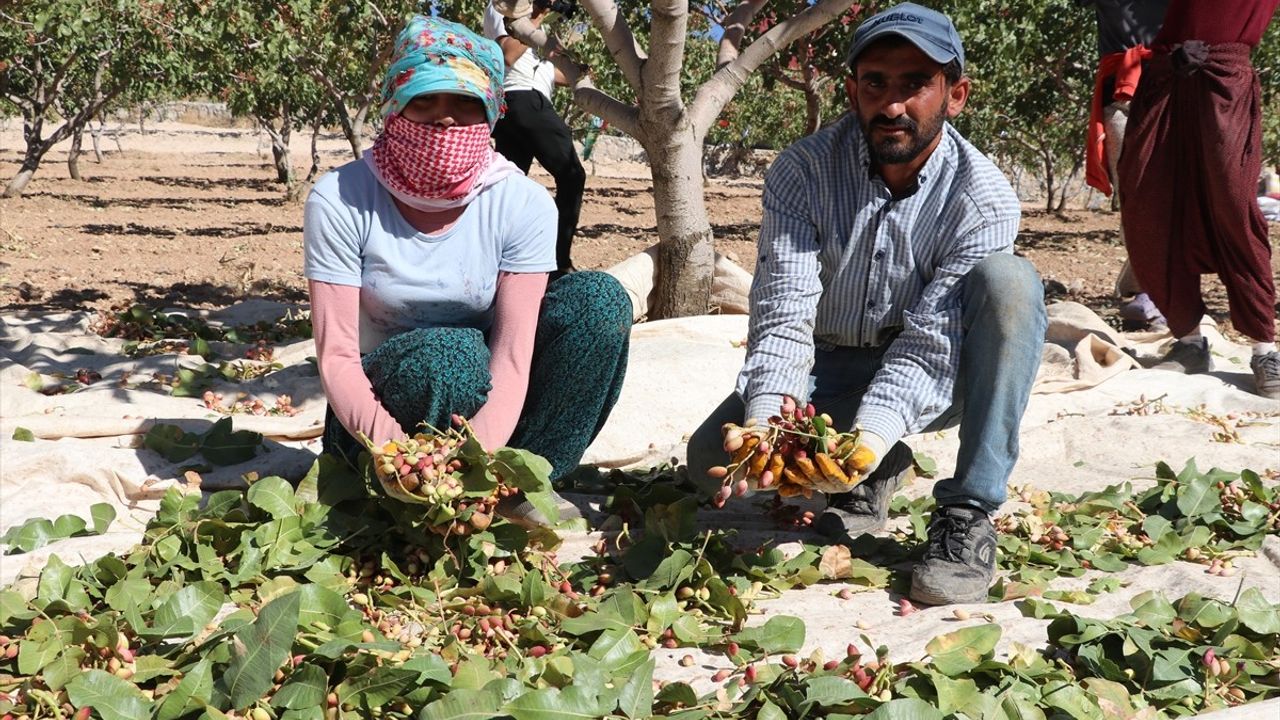 Siirt Fıstığı Doğa ve Kültür Festivali'nde Hasat Coşkusu