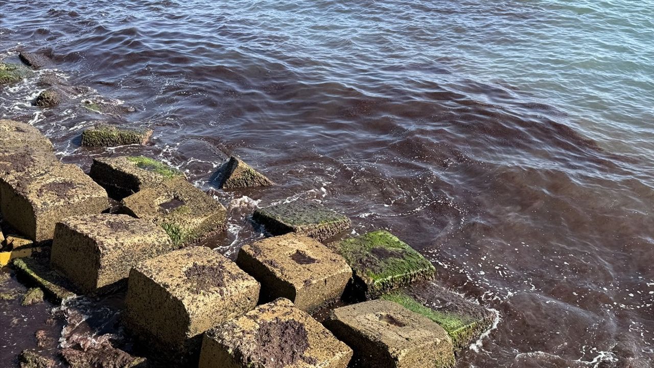 Tekirdağ'da Lodos Sonucu Kıyıda Kırmızı Yosun Birikti