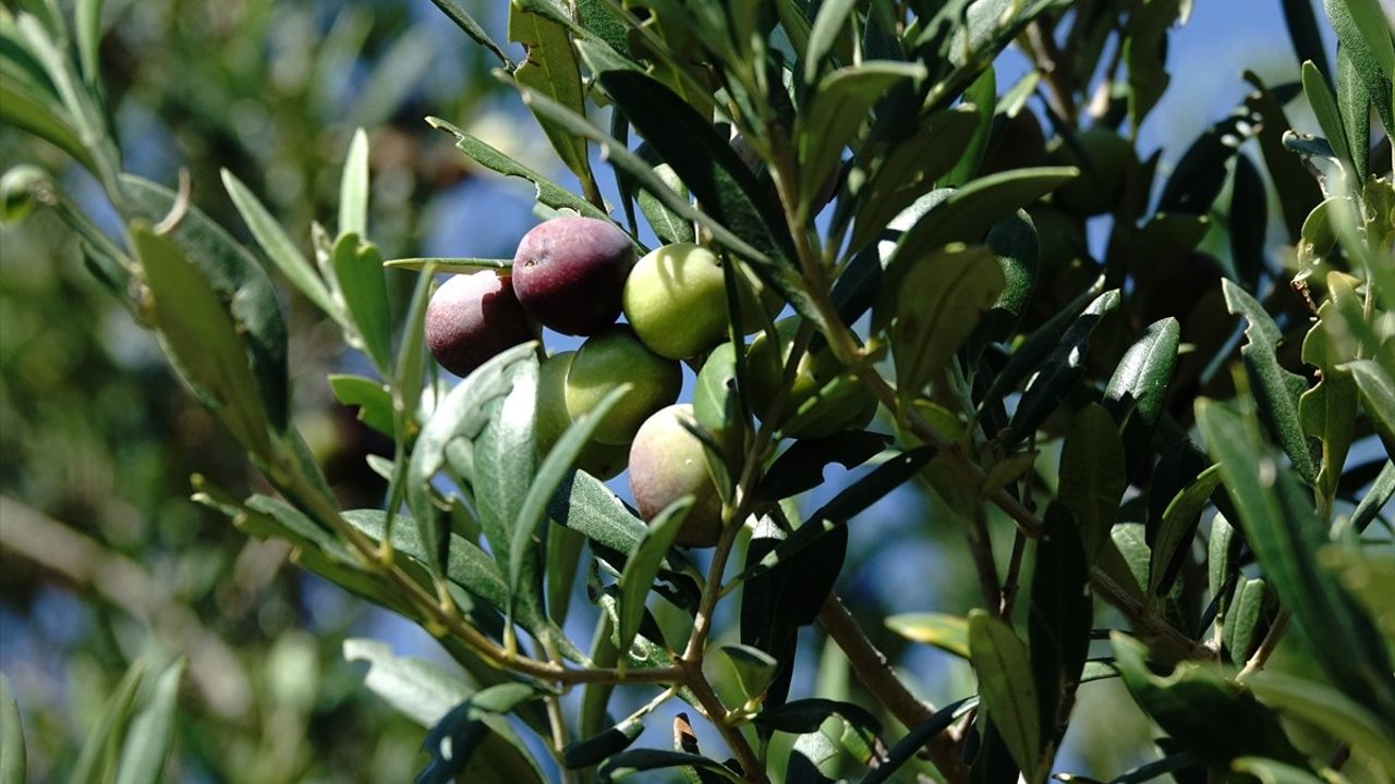 Türkiye Zeytin Rekolte Tahmini 2024-2025: 750 Bin Ton Sofralık Zeytin ve 475 Bin Ton Zeytinyağı