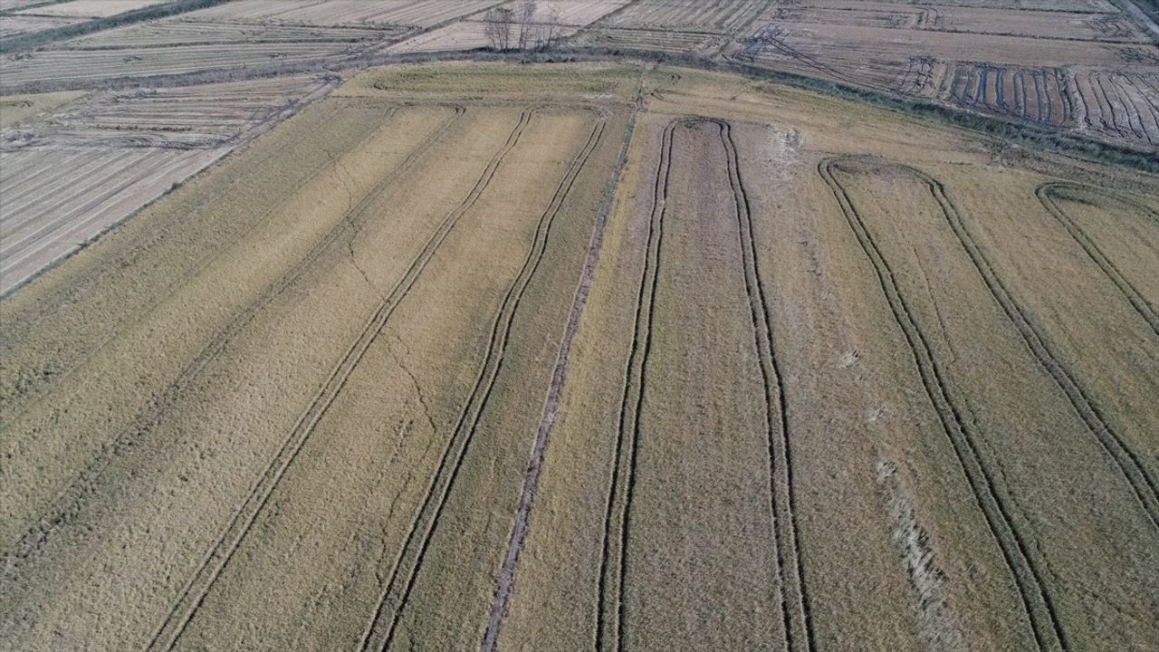 TZOB Genel Başkanı Bayraktar, Çanakkale'de Tarım Arazilerini İnceledi