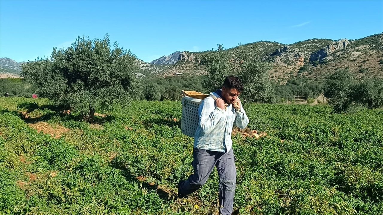 Adana'da Güz Domatesinde Hasat Dönemi Başladı