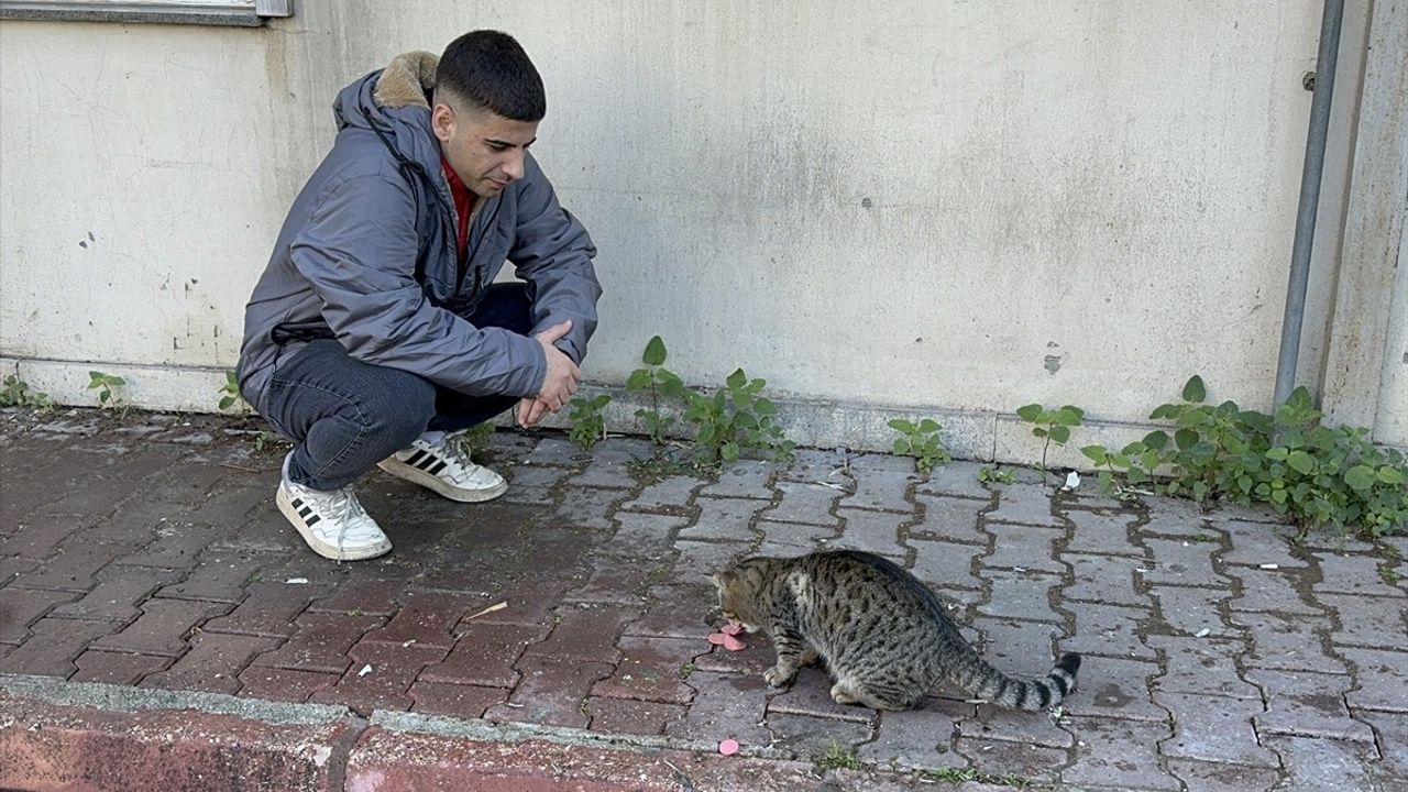 Adana'da Kedinin Yemeği Çaldığı Anlar Kamerada