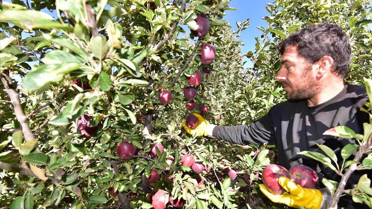 Bahçesinde Rekor Elma Hasadı Gerçekleştiren Çiftçi