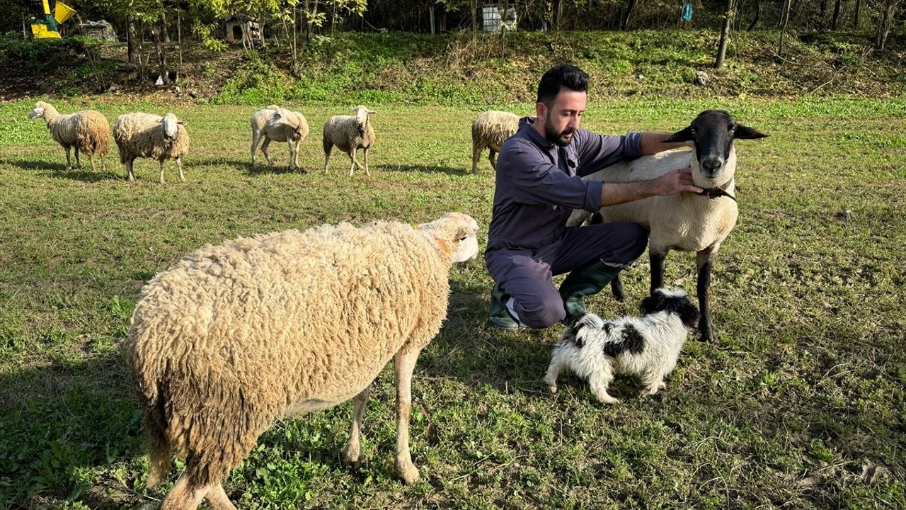 Bartın'da Kurt Saldırısı Dronla Ortaya Çıktı