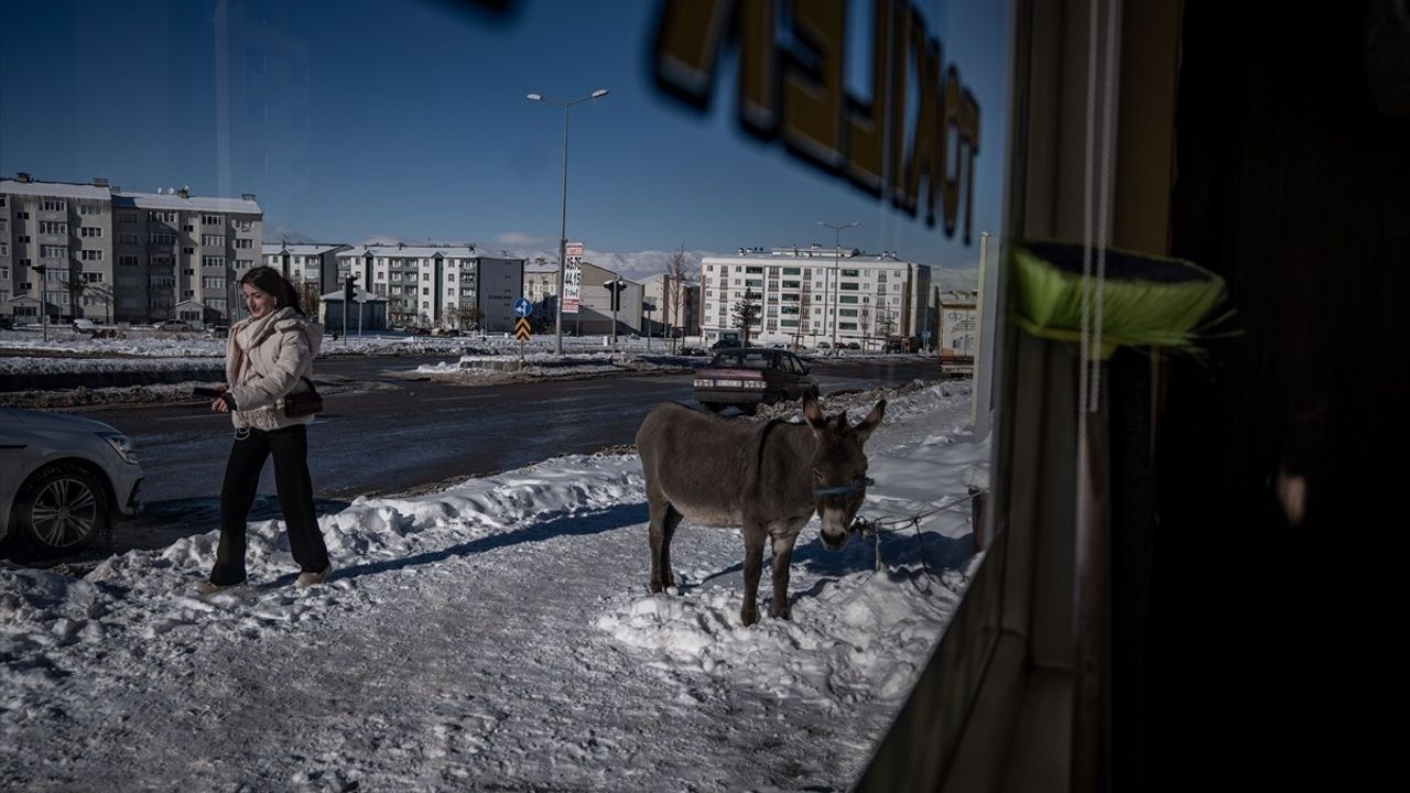 Erzurum'da Taksiciler Başlı Başına Eşek İçin Seferber Oldu