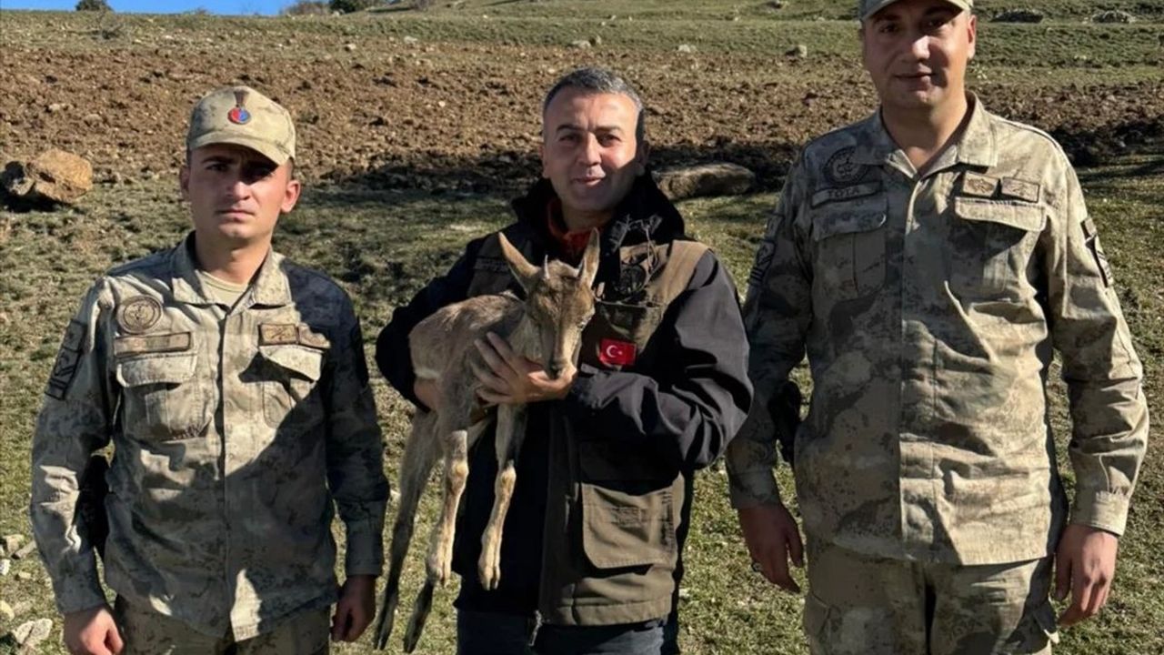 Erzurum'da Yaralı Yaban Keçisi Tedavi Altında