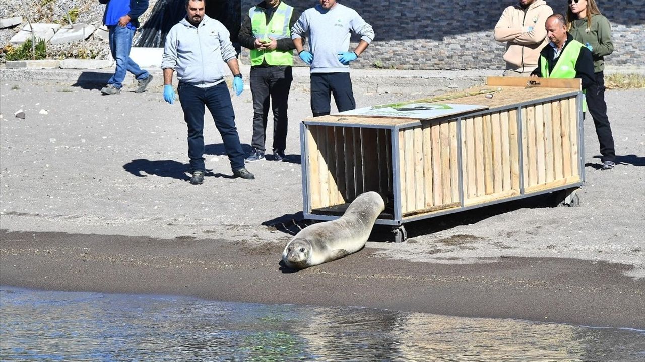 İzmir'de Yaralı Akdeniz Foku Denize Bırakıldı