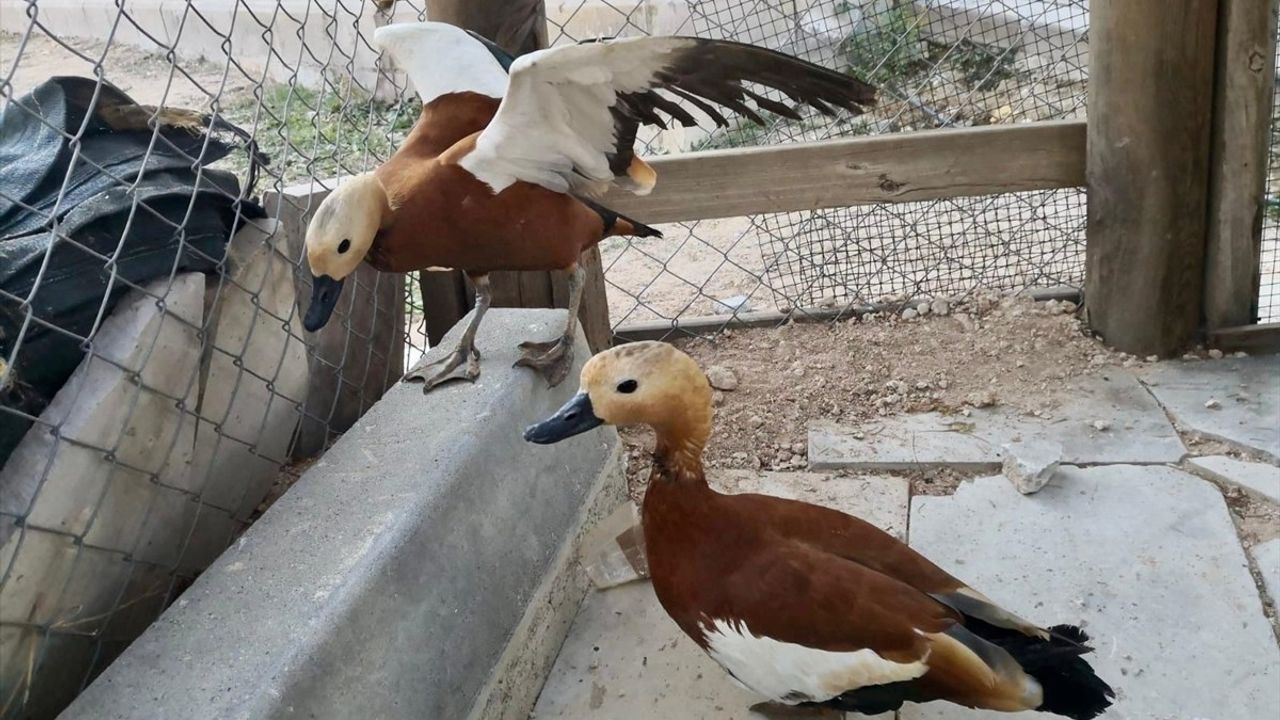 Kırşehir'de Yasaklı Angut Kuşlarına El Konuldu