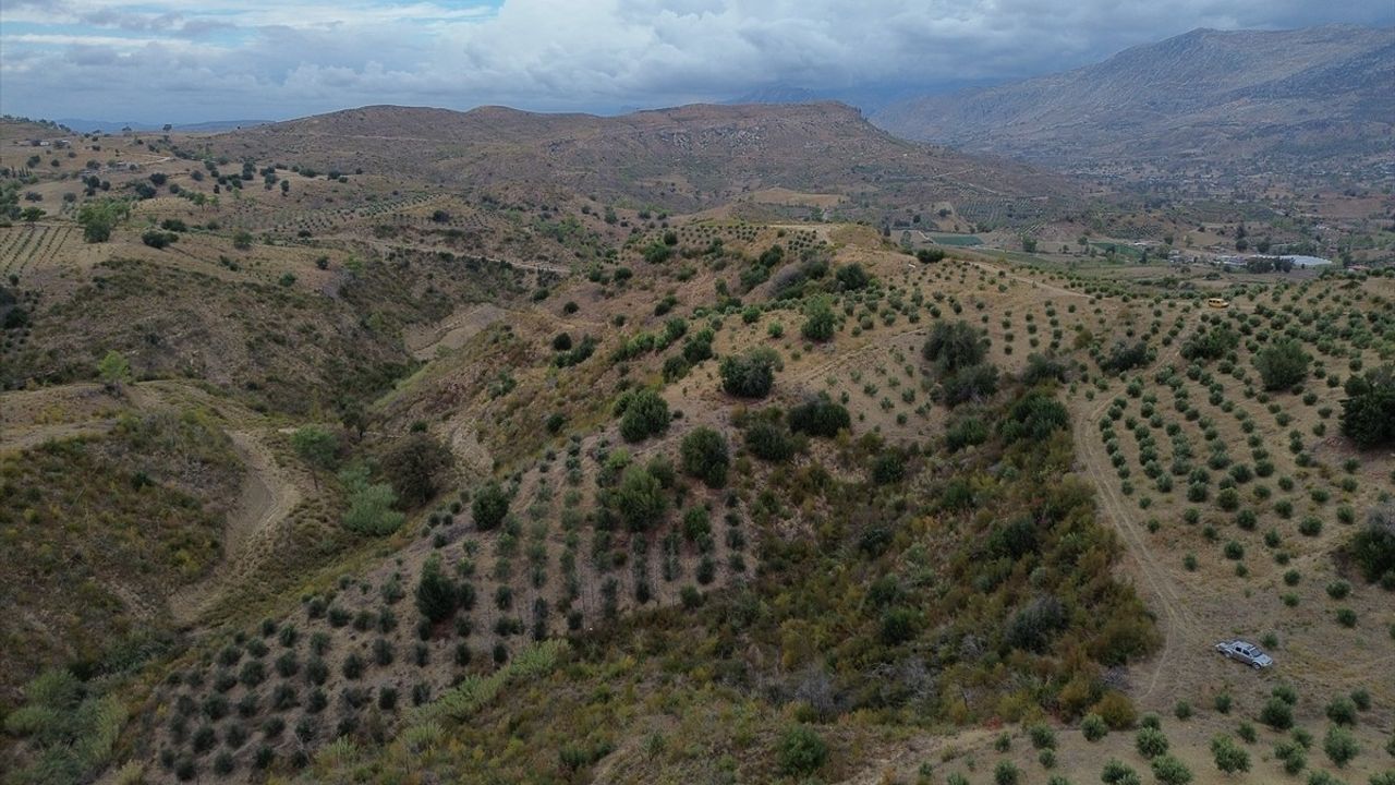 Manavgat'ta Yangın Sonrası Doğanın Yeniden Canlanışı