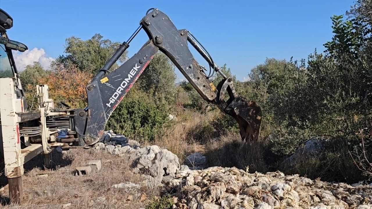 Mersin'de Tavuklar Yem Eksikliği Nedeniyle Telef Oldu