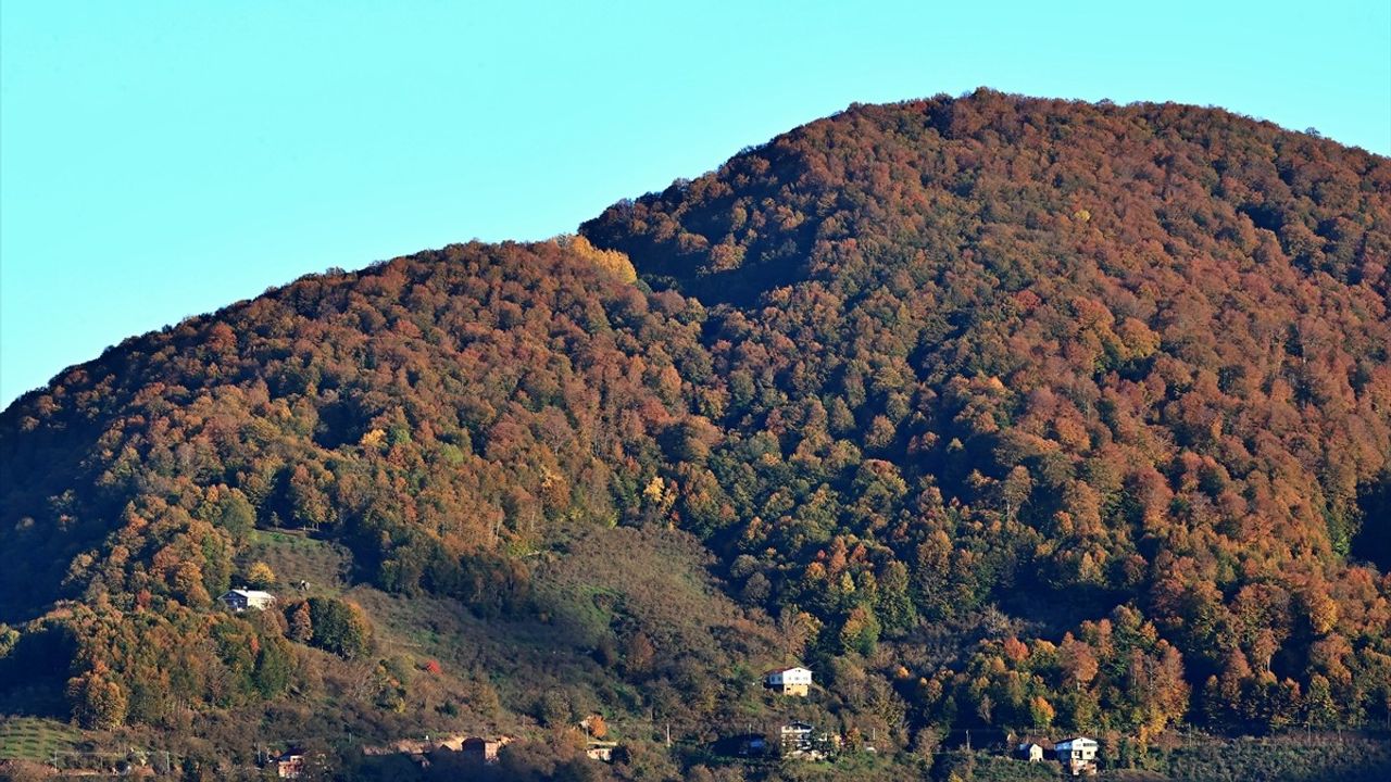 Nebiyan Dağı Sonbaharın Güzellikleriyle Kaplandı