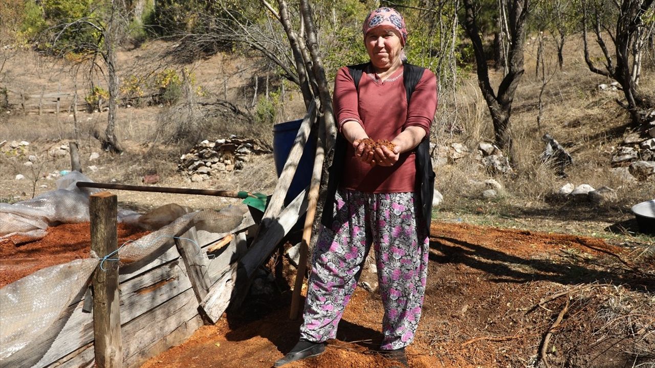 Toroslar'ın Eşsiz Lezzeti: Andız Pekmezi