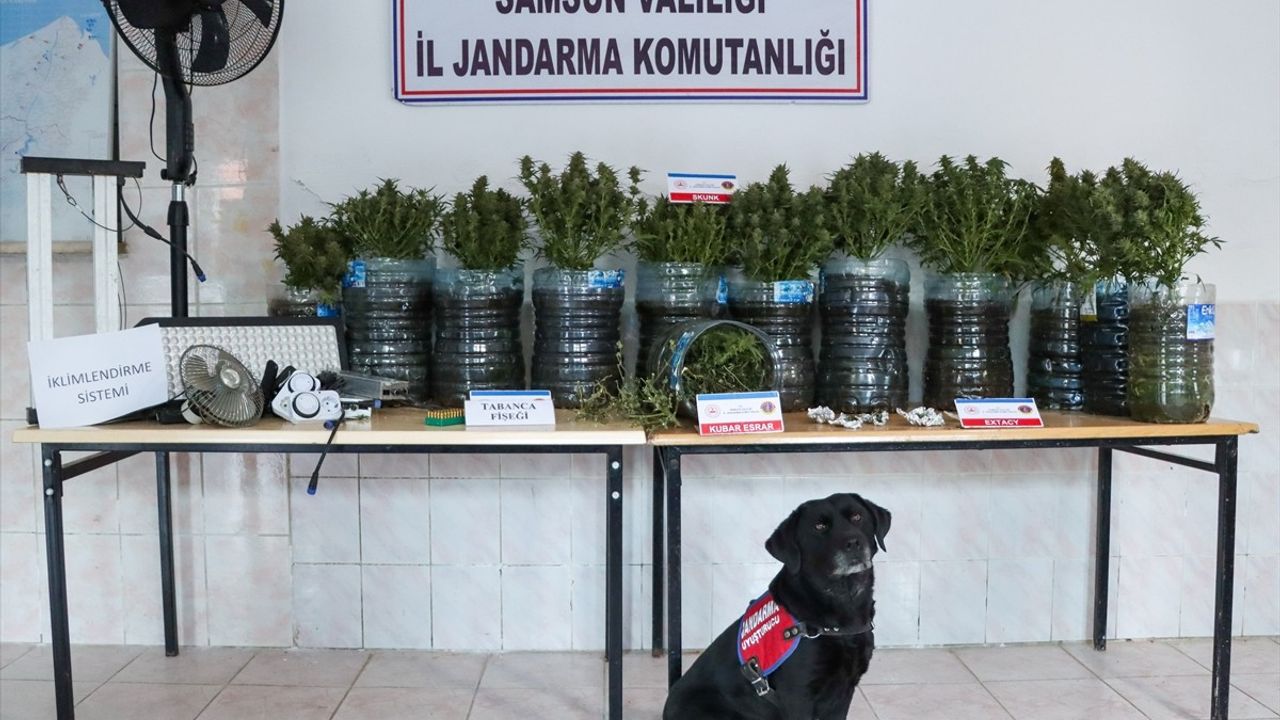 Bafra'da Uyuşturucu Üretimi: İklimlendirme Sistemi ile Yakalandı