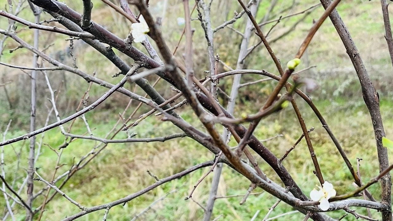 Çanakkale'de Kış Ortasında Şeftali ve Erik Ağaçları Çiçek Açtı