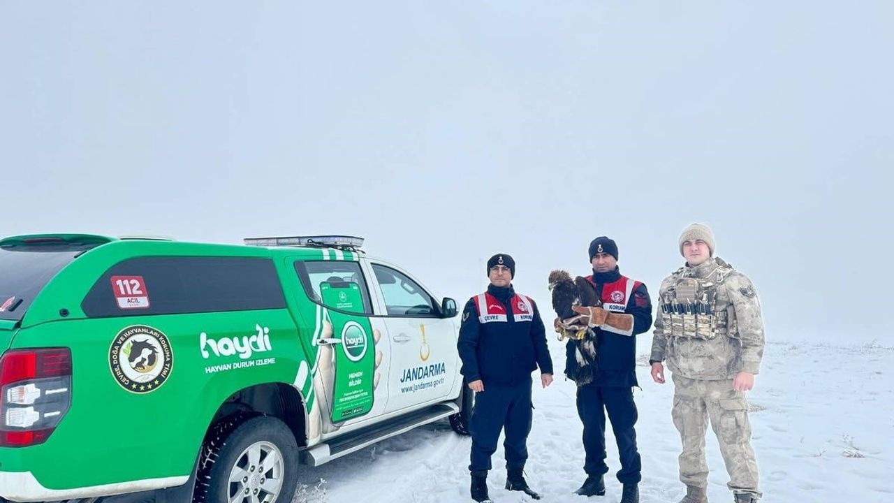 Erzurum'da Jandarma Bitkin Kartalı Koruma Altına Aldı