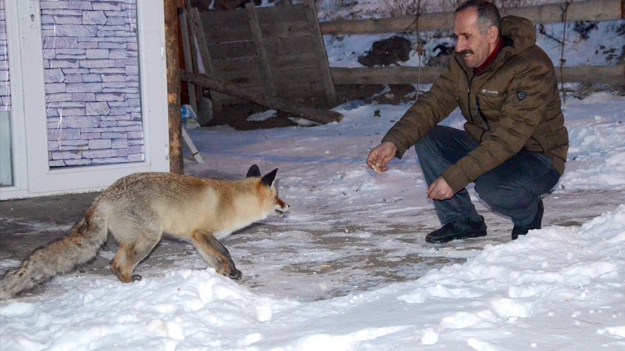 Kars'ta Mahalleliler 'Kar Güzeli' Adını Verdikleri Kızıl Tilkiyi Besliyor