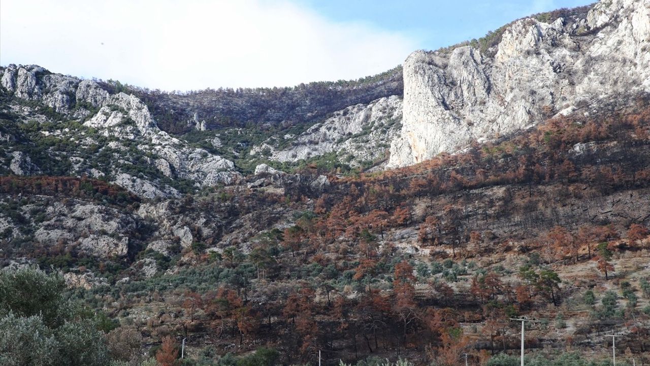 Muğla'da Orman Yangınından Etkilenenler İçin Zeytin Fidanı Dağıtımı