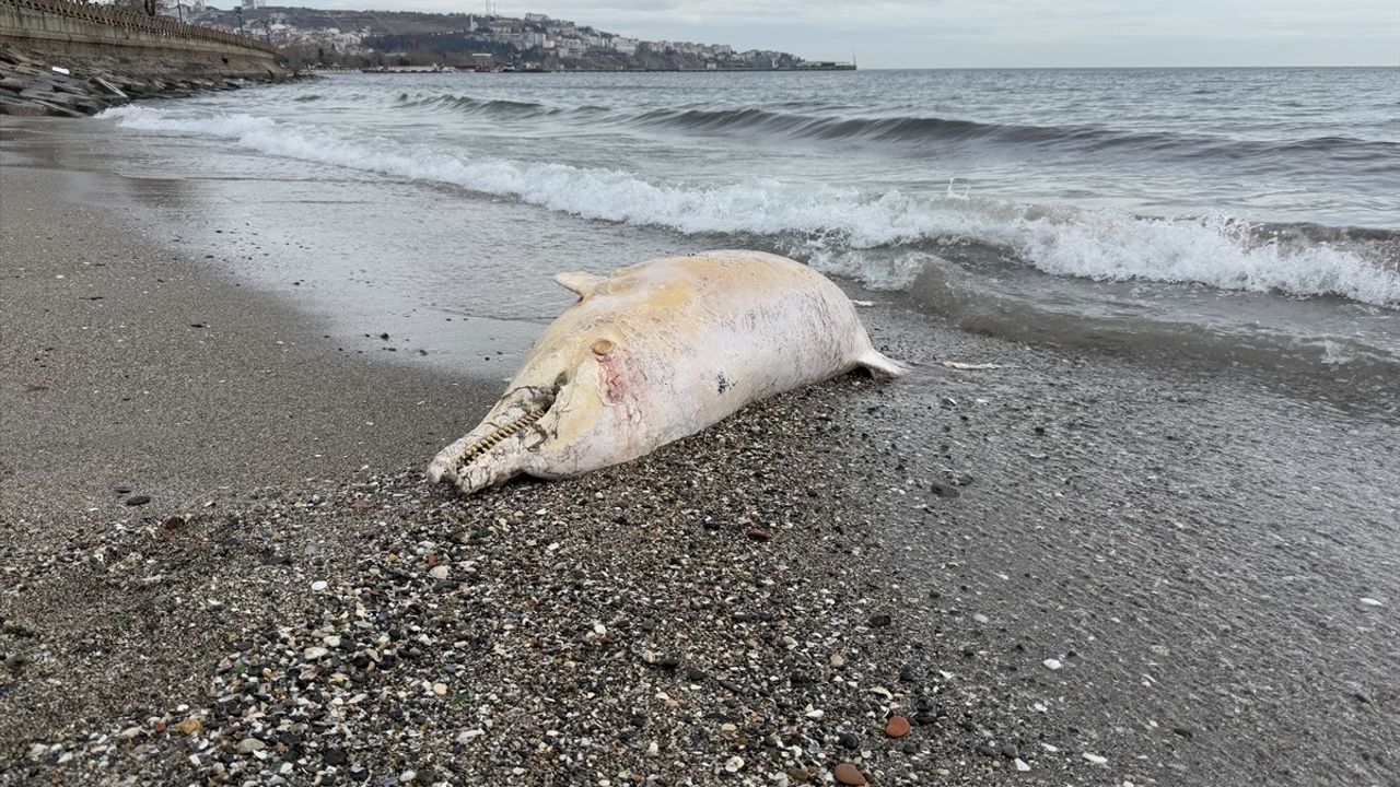 Tekirdağ Kıyısında Ölü Yunus Bulundu