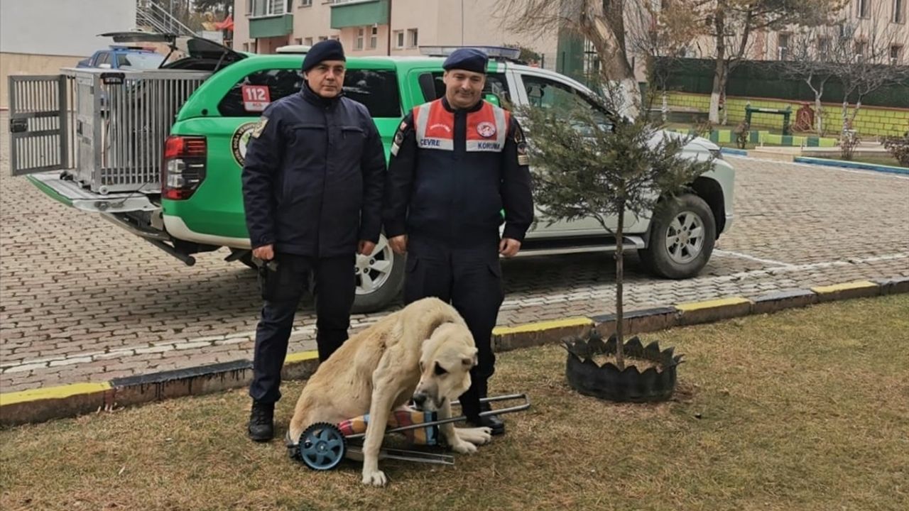 Yozgat'ta Jandarma Komutanından Yürüyemeyen Köpeğe Yardım