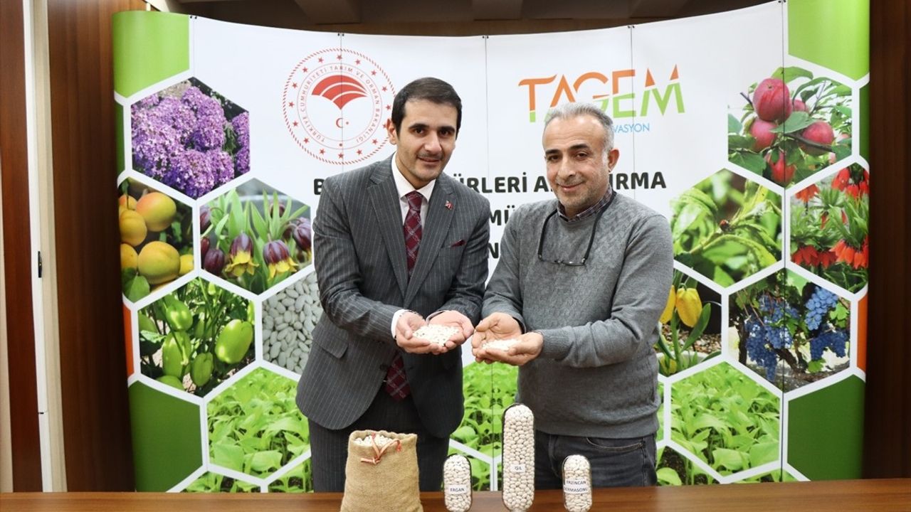 Erzincan'da Yeni Kuru Fasulye Çeşitleri Tescil İçin Başvurdu