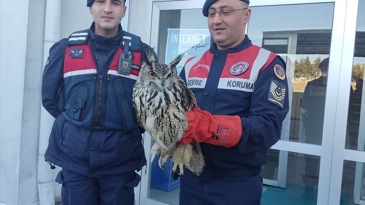 Kayseri'de Yaralı Puhu Kuşu Kurtarıldı