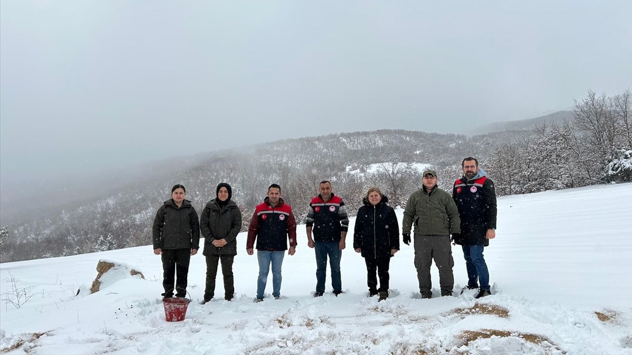 Amasya'da Yaban Hayvanları İçin Acil Yem Desteği