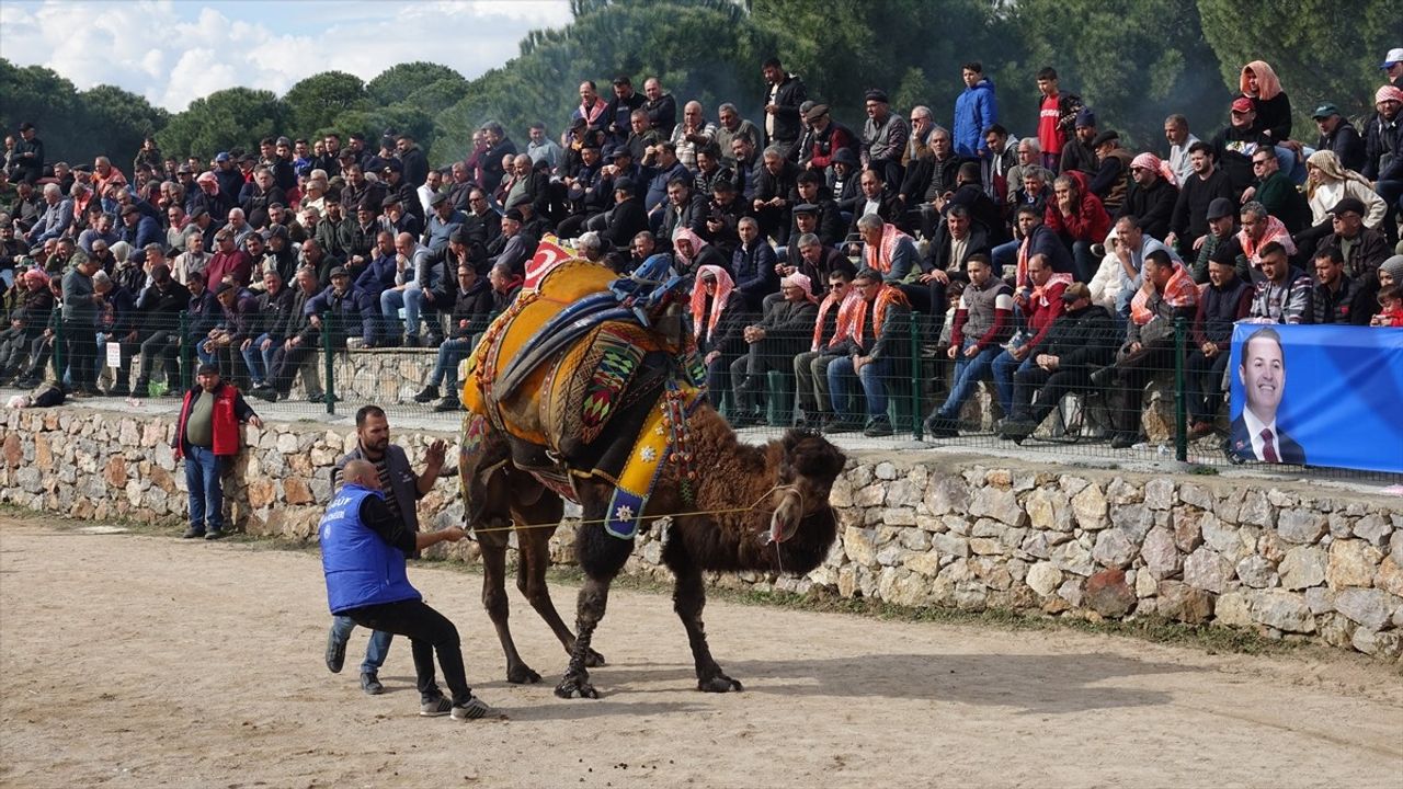 Balıkesir'de Geleneksel Deve Güreşleri Heyecanı