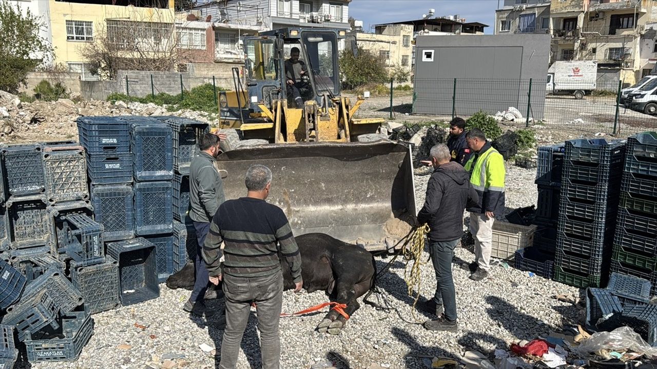 Hatay'da Kaçan Angus Uyuşturucu İğneyle Yakalandı