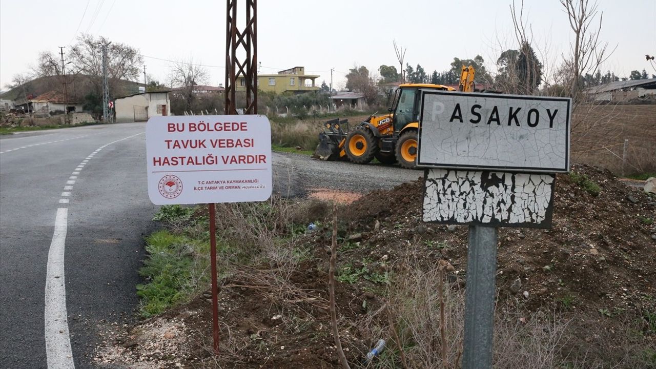 Hatay'da Kuş Gribi Alarmı: Paşaköy Mahallesi Karantinaya Alındı