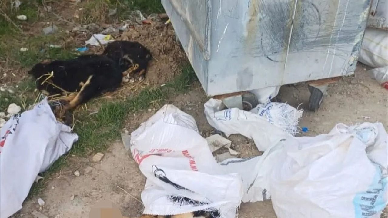 Kırklareli'nde Ölü Köpekler Üzerine Soruşturma