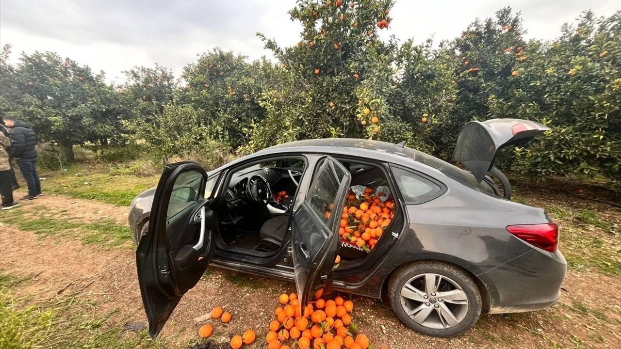 Mersin'de Portakal Hırsızı Yakalandı