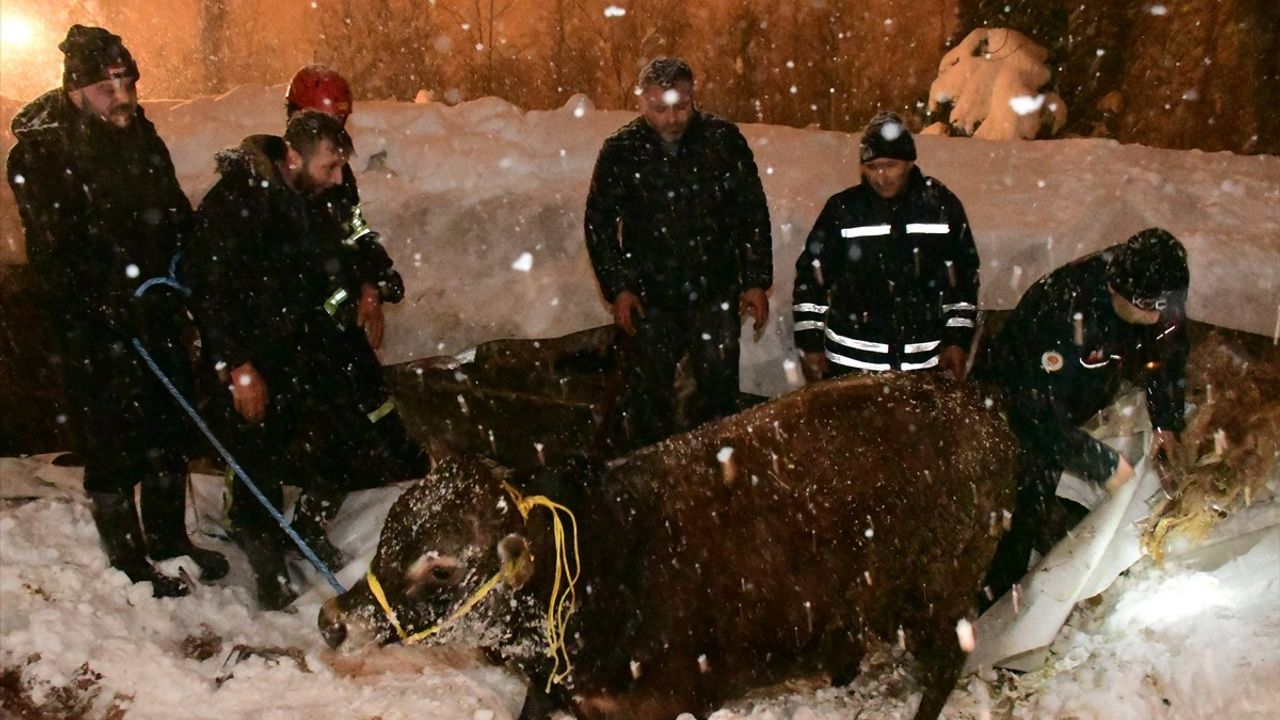 Samsun'da Çöken Ahır Çatısındaki Hayvanlar Kurtarıldı