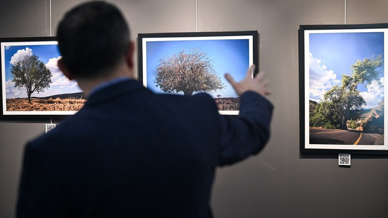 Tek ve Hür: Barış Konor'un Yalnız Ağaç Sergisi