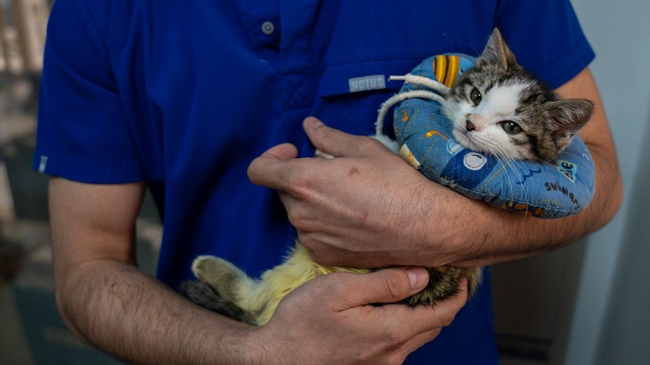 Yavru Kedi 'Mucize' Hayata Tutundu