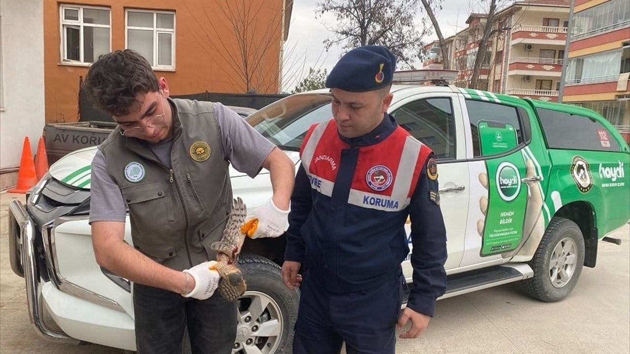 Amasya'da Yaralı Atmaca Tedavi Ediliyor