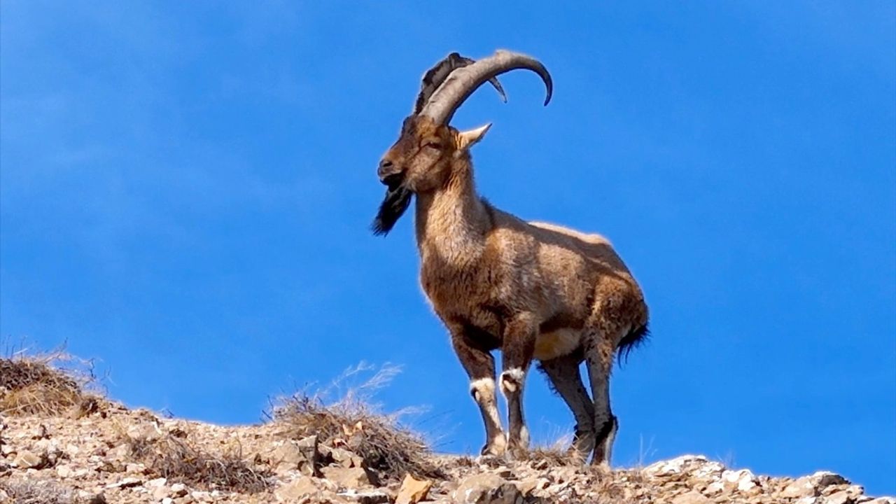 Bingöl'ün Yedisu İlçesinde Yaban Keçisi Görüntülendi