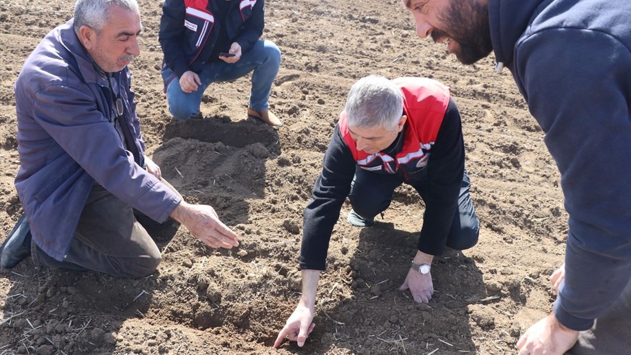 Edirne'de Ayçiçeği Kuraklık Dayanıklılığı Test Ediliyor