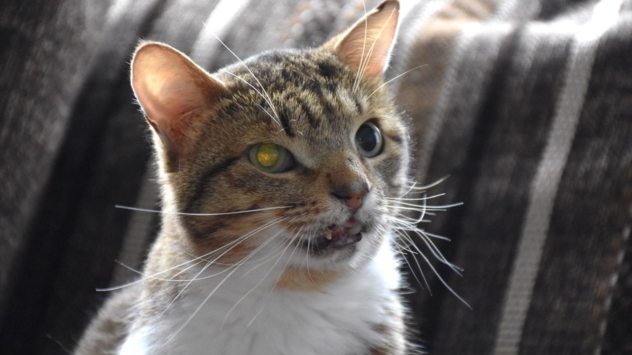 Hayvansever Nilay Musacalı'nın Evinin Neşesi: Kaplumbağa, Papağan ve İki Kedi