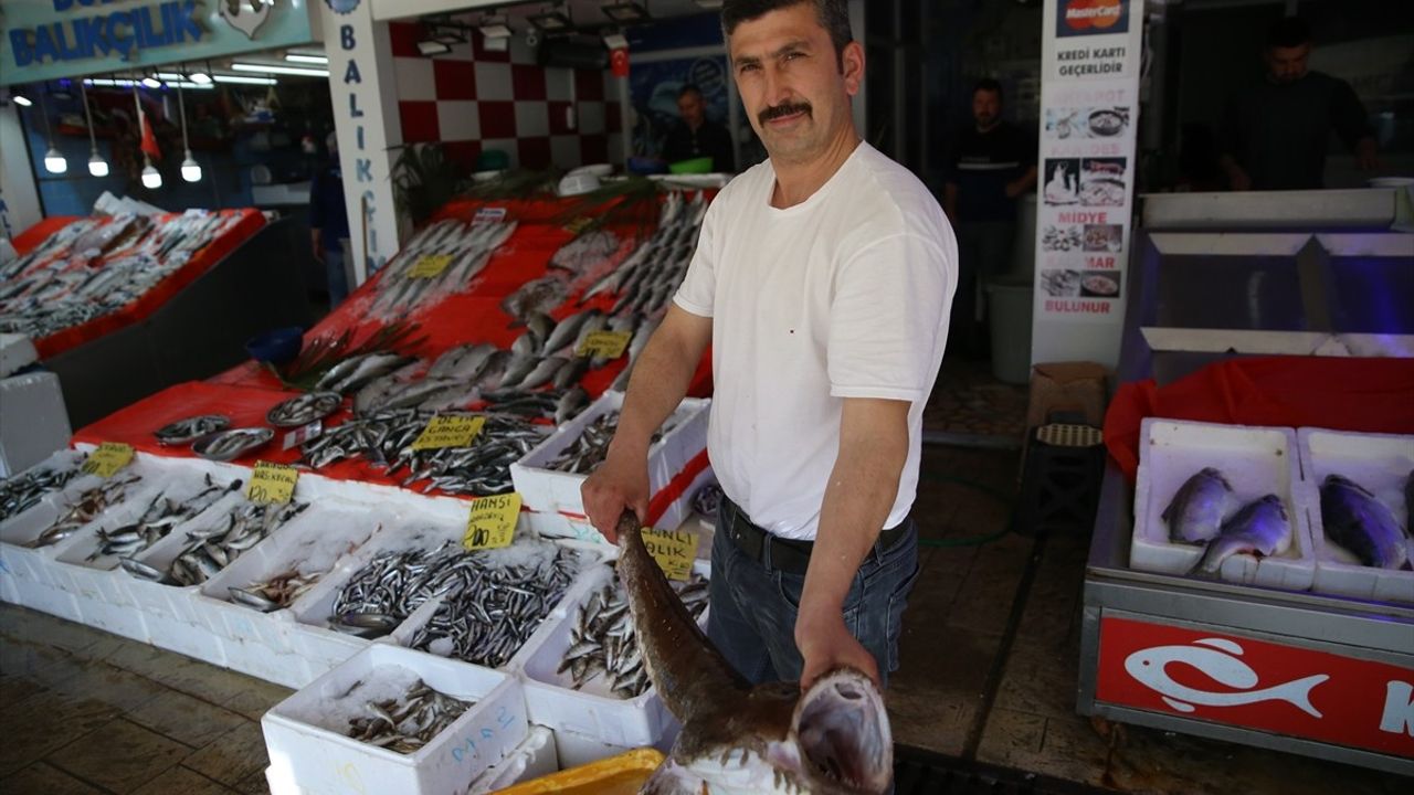 Karadeniz'de Nadir Fener Balığı Satışı Başladı