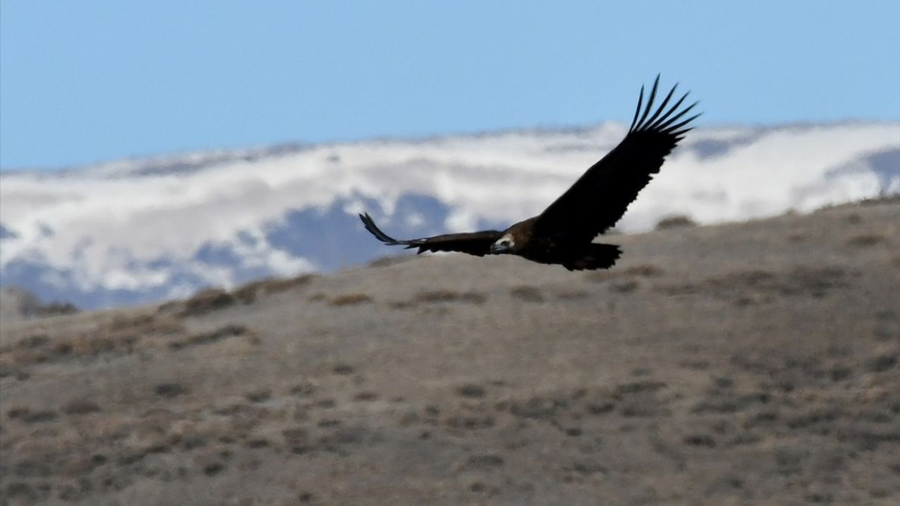 Kars'ta Bahar Canlanışı: Yaban Hayatı Hareketlendi