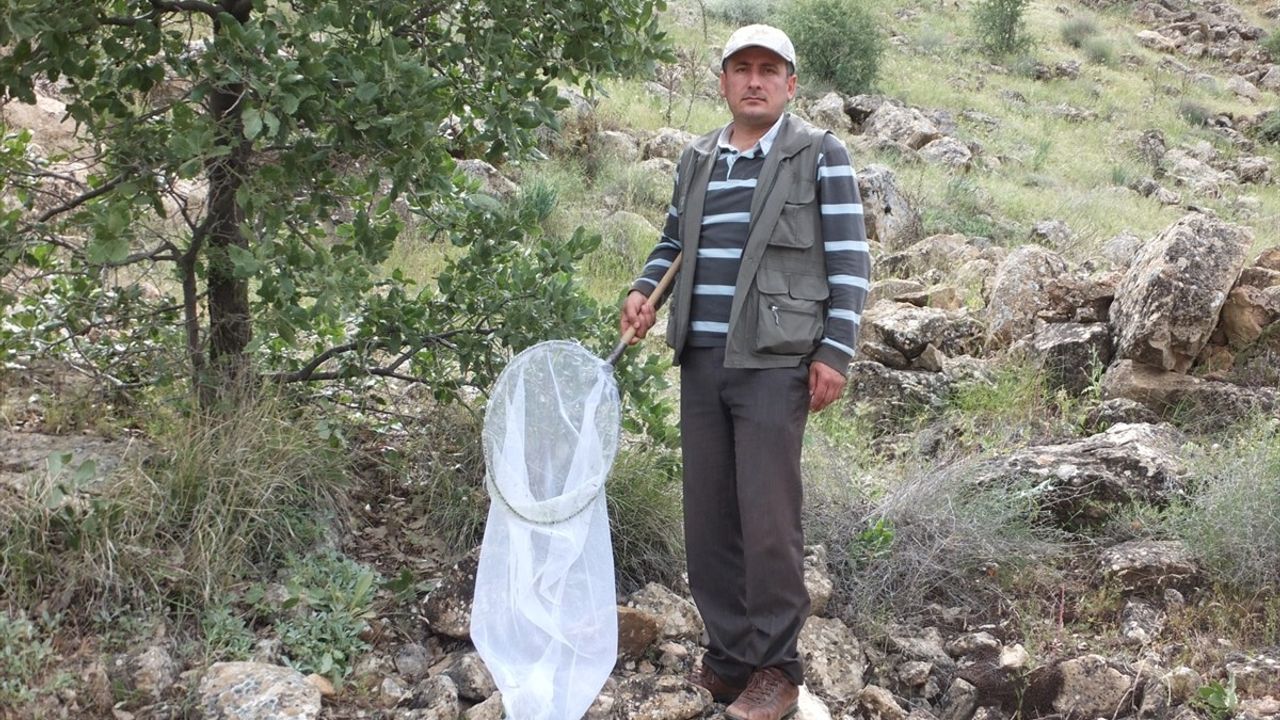 Kırşehir'de Yeni Böcek Türü Keşfedildi: Emine