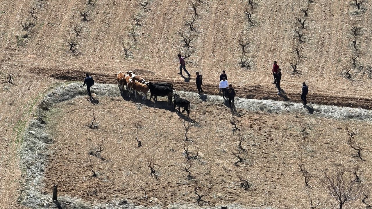 Nevşehir'de Büyükbaş Hayvan Hırsızlığı Operasyonu