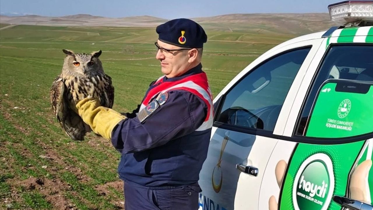 Yozgat'ta Yaralı Puhu Kuşu Kurtarıldı