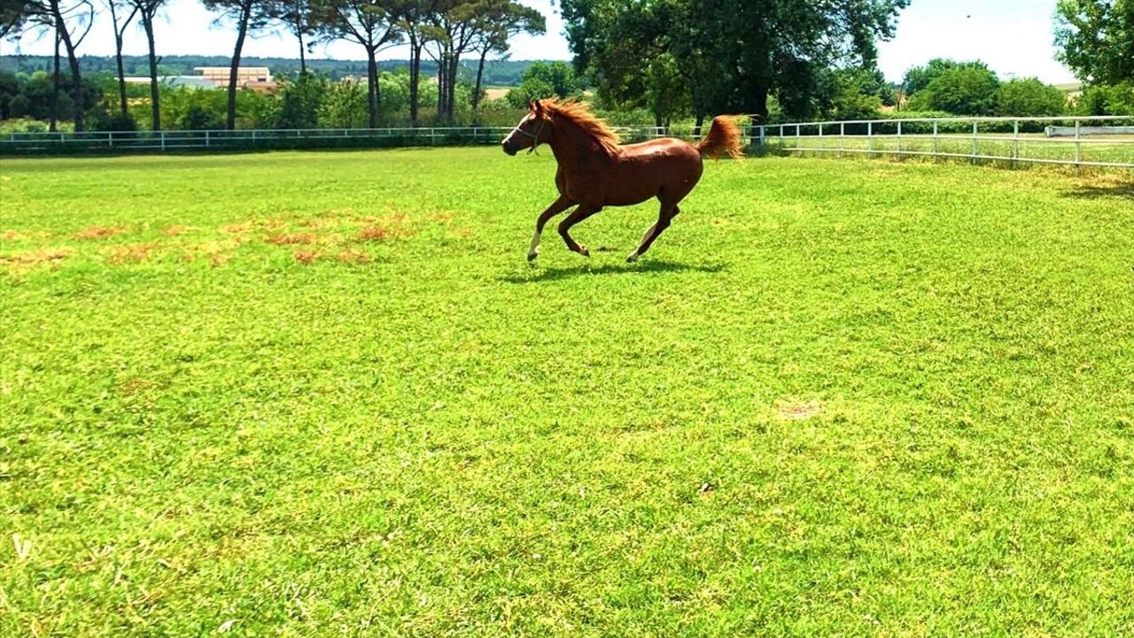 2025 Safkan Arap Tay Satış Tarihleri Belirlendi